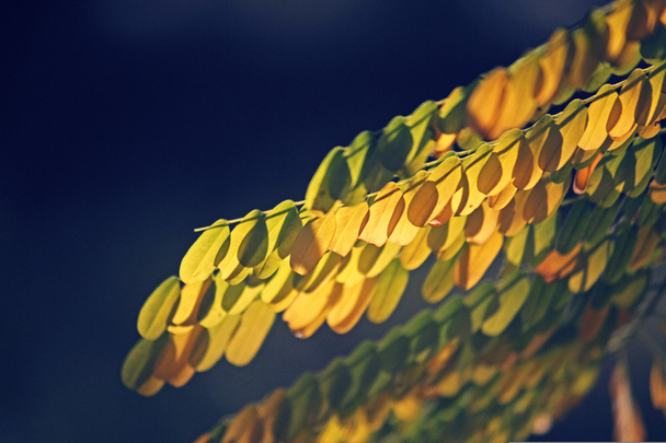 Κίτρινο φύλλο της Caesalpinia pulcherrima - Φωτογραφία, εικόνα
