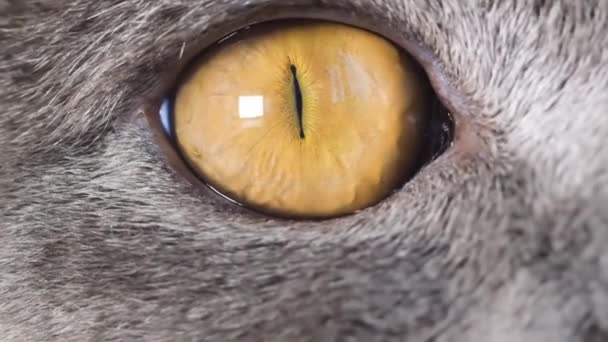 Super slow motion yellow cat eye close up. Macro video of a cat. The eyes of a predator. - Footage, Video