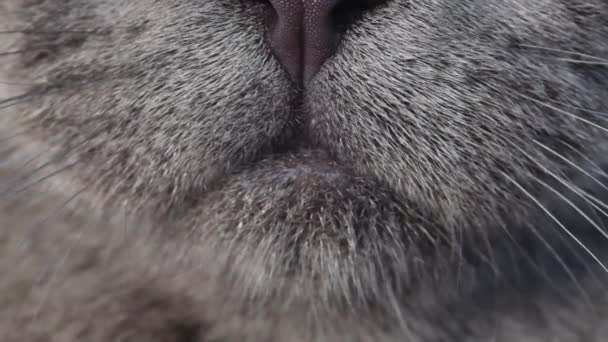 Super slow motion close-up of a cats tongue. Macro video of a cat. Advertisement of cat food - Video, Çekim
