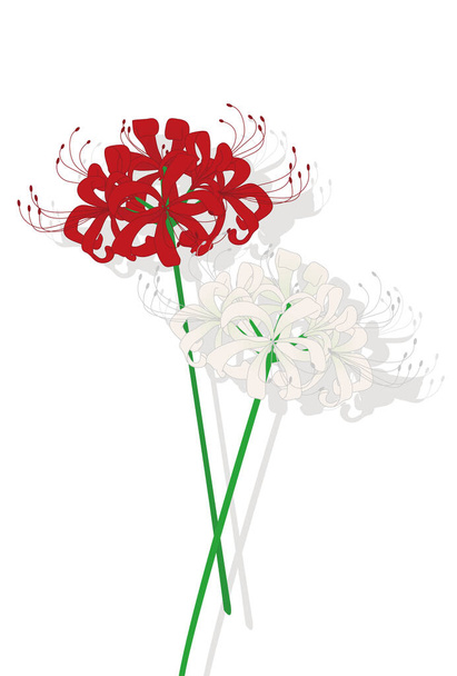 διανυσματική απεικόνιση ενός ανθικού υποβάθρου με λουλούδια, cluster amaryllis - Διάνυσμα, εικόνα