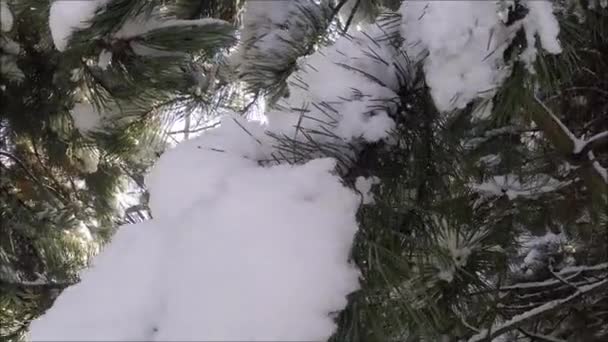 Borovice pobočka ve sněhu. Zimní slunce v lese. - Záběry, video