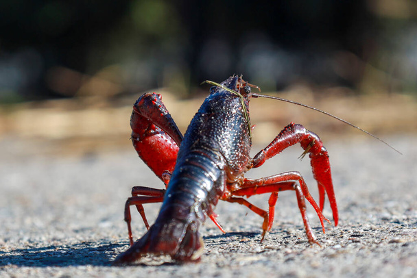 Red American crayfish in the Zuidplaspolder where they cause nuisance as a native species - Photo, Image