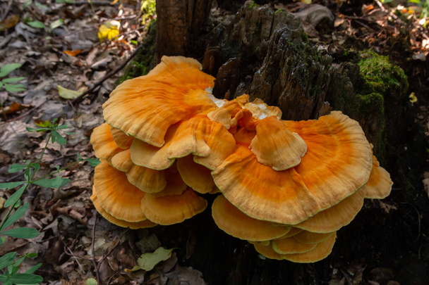 The sulfur-yellow tinder Latin Laetiporus sulphureus is a fungus grown on a tree, a yellowish mushroom. - Photo, Image