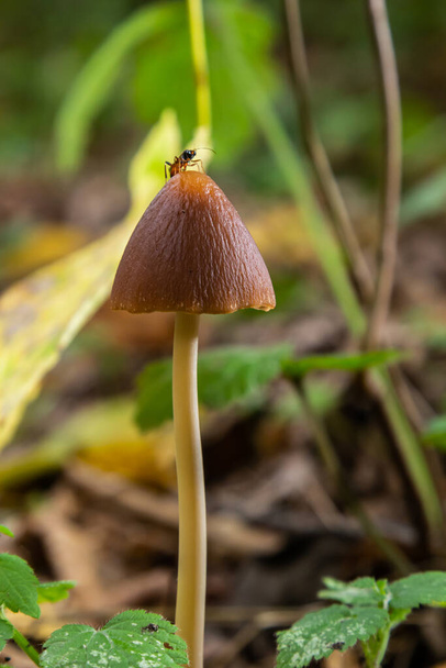 Vertikální detailní záběr malé hnědé houby Conocybe siliginea . - Fotografie, Obrázek