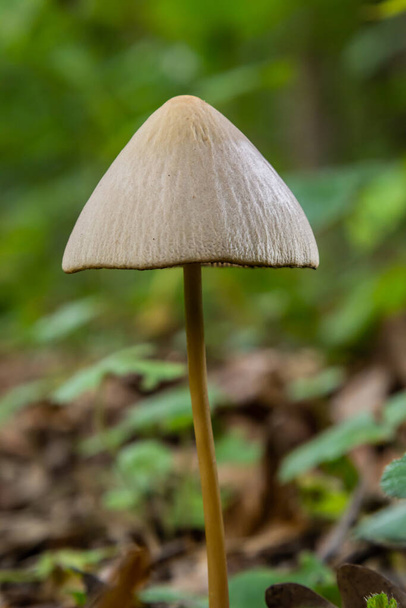 A Macro image close up of a conecap mushroom or latin name Genus Conocybe surrounded by grass. - Photo, Image