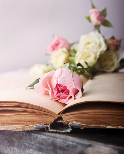 rosa sobre un viejo libro abierto
 - Foto, Imagen