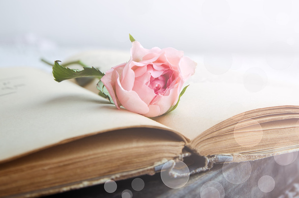 ροζ τριαντάφυλλο σε ένα ανοικτό βιβλίο παλιά - Φωτογραφία, εικόνα