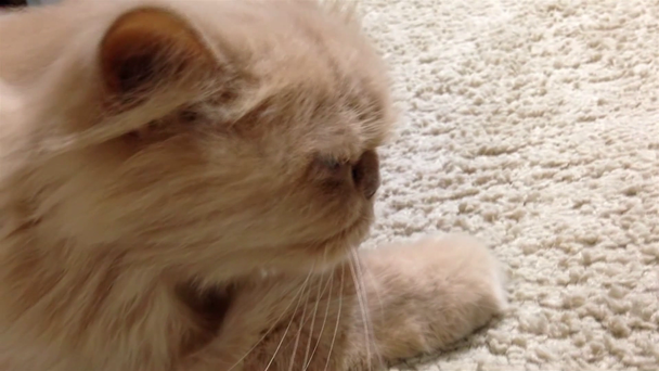 Hombre peinando la piel de un gato persa en el suelo
 - Metraje, vídeo