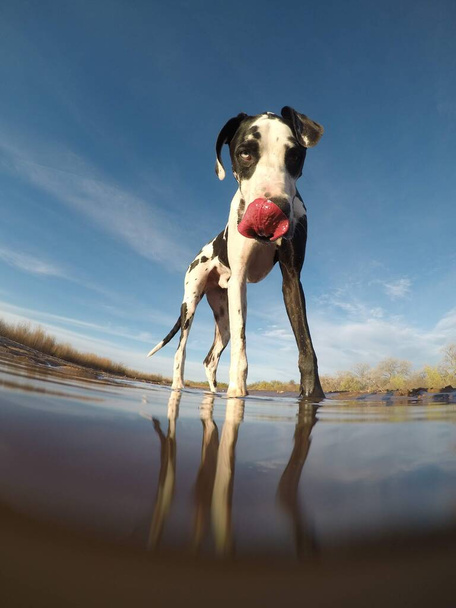 Great Dane sun's out tongues out - 写真・画像