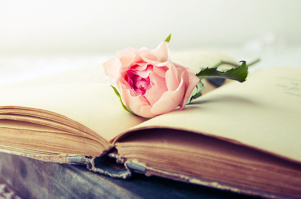 rose rose sur un vieux livre ouvert
 - Photo, image