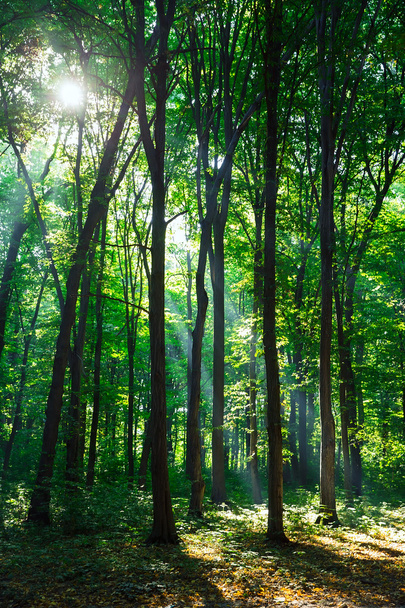 Hermoso bosque verde
 - Foto, Imagen