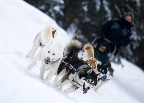 A group of dogs pull a sled through the snow in the American Rockies near Breckenridge, Colorado.  - Fotó, kép