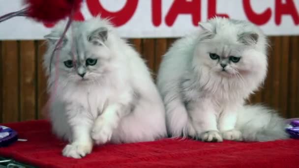 White Persian cats playing - Filmmaterial, Video