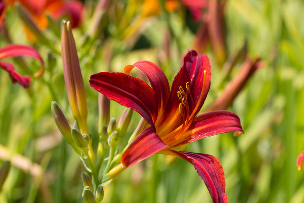 Red Magic daylily displaying rich red and orange petals in front of blurred background of green, red and yellow. - Foto, Imagem