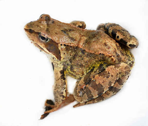 Grass frog (Rana temporaria) in the wild - Photo, Image