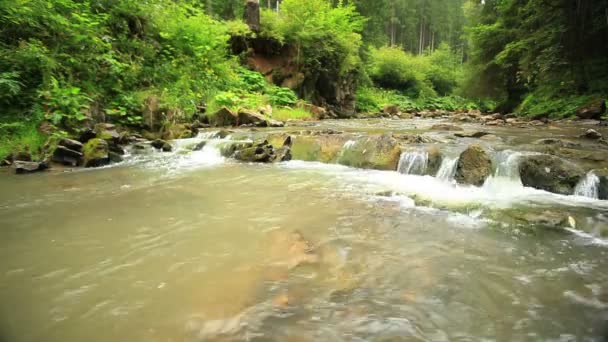 Wasserströmung im Gebirgsbach mit kleinen Wasserfällen - Filmmaterial, Video