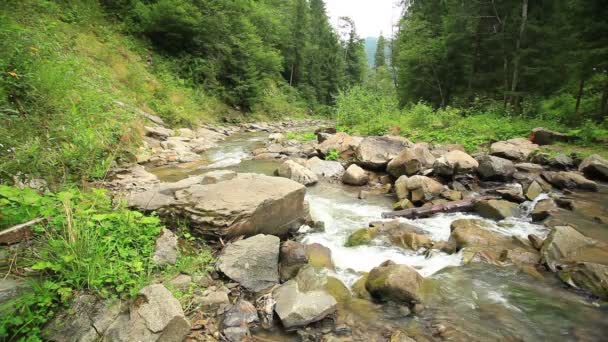 Small mountain river in summer . Landscape - Footage, Video