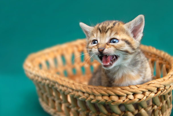 Gattino adorabile nel cestino
 - Foto, immagini