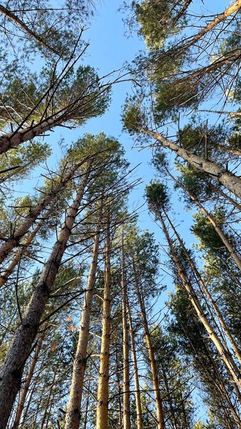uitzicht op dichte dennenbomen in het bos - Foto, afbeelding