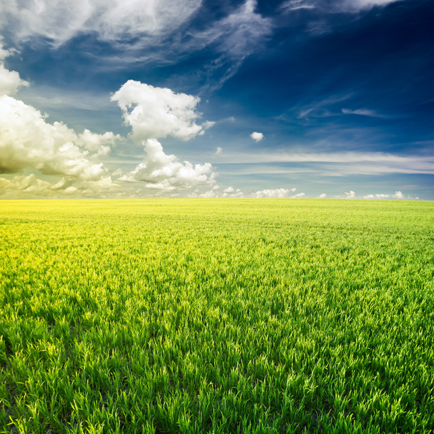 grünes Feld unter blauem Himmel - Foto, Bild
