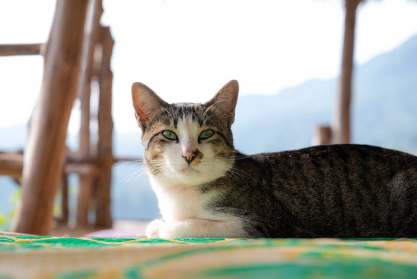Симпатичний таббі короткошерстий бродячий кіт відпочиває на підлозі з щастям
. - Фото, зображення
