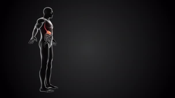Human body with stomach anatomy loopable - Felvétel, videó