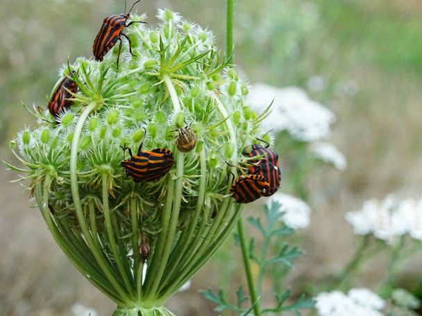 Graphosoma lineatum in natural conditions close-up on a plant with carrot seeds - Photo, Image