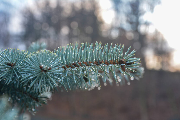 Blue Spruce Branches Close View.Evergreen blue spruce branch on the nature soft focus background .blue spruce branch close-up. the concept of Christmas .Blurred focus image. - Foto, immagini