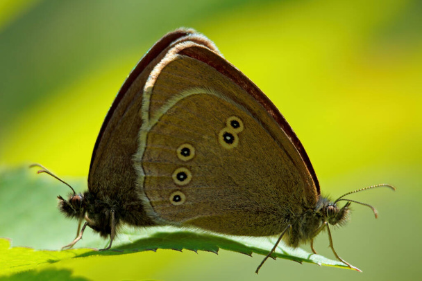 Ringlet butterflies mating on a sunny day - Photo, Image