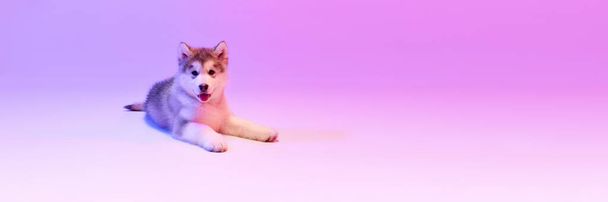 Χαριτωμένο γοητευτικό κουτάβι του σκύλου Malamute κοιτάζοντας κάμερα πάνω από λιλά φόντο χρώμα σε νέον φίλτρο φωτός. Pet, φίλος, αγάπη, φροντίδα και την υγεία των ζώων έννοια. Το κατοικίδιο φαίνεται περιποιημένο. Banner με copyspace - Φωτογραφία, εικόνα