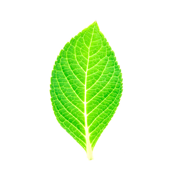 Όμορφη σχήμα του πράσινου φύλλου σε άσπρο φόντο - Φωτογραφία, εικόνα