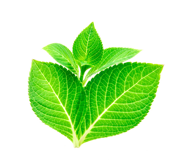 schöne Form des grünen Blattes auf weißem Hintergrund - Foto, Bild