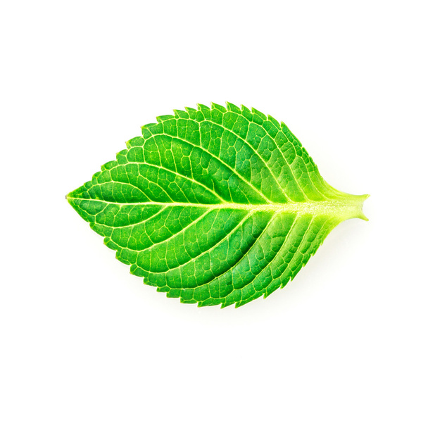 Krásný tvar zelených listů na bílém pozadí - Fotografie, Obrázek