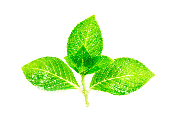 Kaunis muoto märkä vihreä lehti haara pisara valkoisella pohjalla
 - Valokuva, kuva