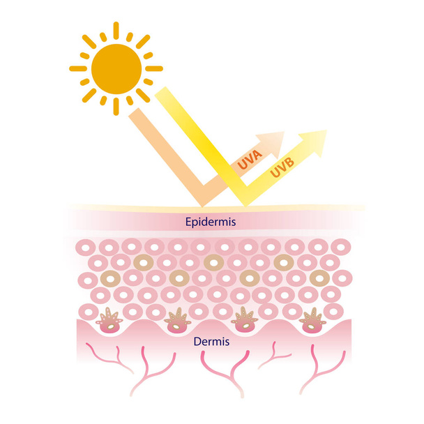 Сонце проникає в UVA і UVB-промені на ілюстрації шкіри. Захист Сонця з широким спектром вектора сонцезахисного крему на білому тлі. Поняття про шкіру і красу. - Вектор, зображення
