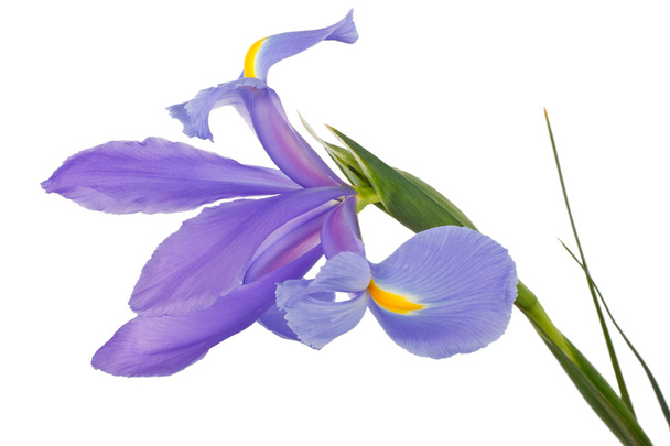 Flor de iris
 - Foto, Imagen