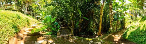 Arboretum Trail in Queen Sirikit Botanic Garden, Chiang Mai Province. - Fotó, kép
