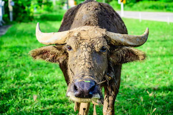 A buffalo in Thai country, Thailand. - Foto, imagen
