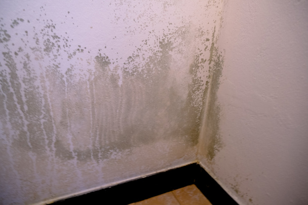 Black mold in the corner of the white wall. Macro mildew in the apartment. Humidity in the room - Foto, immagini