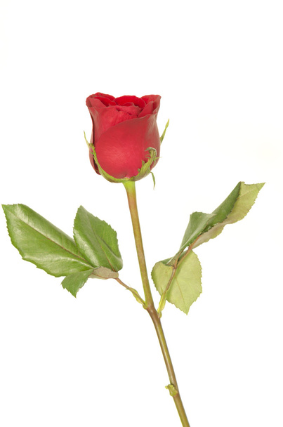 punainen ruusu eristetty - Valokuva, kuva