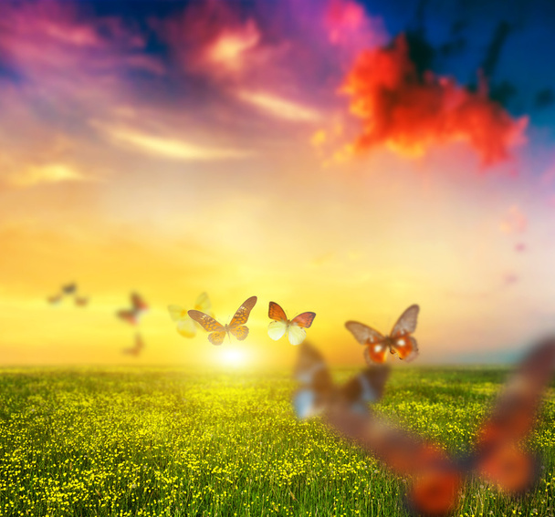 Bunte Schmetterlinge fliegen über Wiese - Foto, Bild