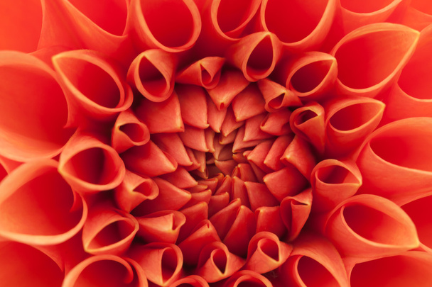 Closeup of a vibrant red dahlia - Photo, image