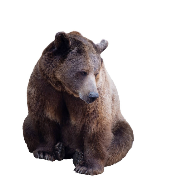 Urso castanho isolado sobre fundo branco
 - Foto, Imagem