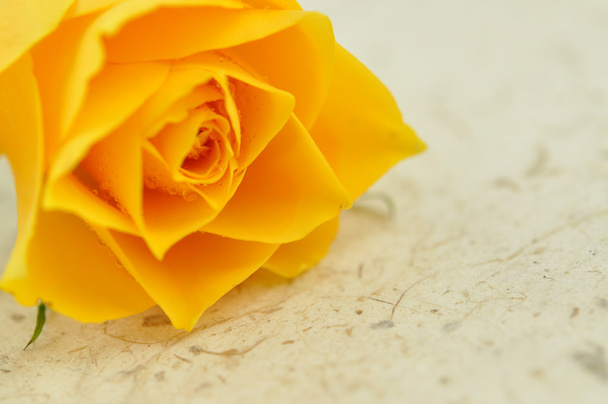 ενιαίο τριαντάφυλλο κίτρινο - Φωτογραφία, εικόνα
