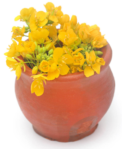 Szekrény mustár virágok felett fehér háttér - Fotó, kép