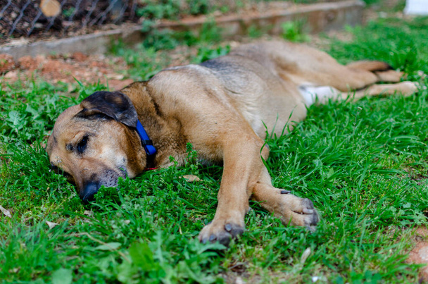Un cane randagio con colletto blu è sdraiato sull'erba cercando di riposare. Concentrazione intenzionale sulla testa - Foto, immagini