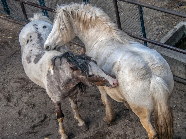白い馬を再生 - 写真・画像