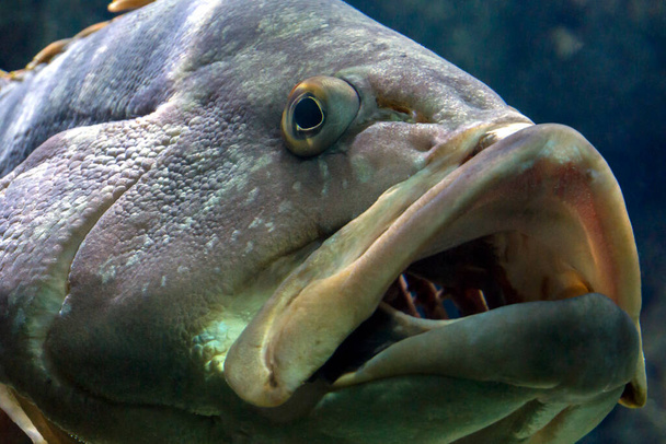 Dusky Grouper or Epinephelus Marginatus. Through the open mouth we see the fish gills. Selective focus on the eye. Close-up portrait shot, natural environment - Fotó, kép