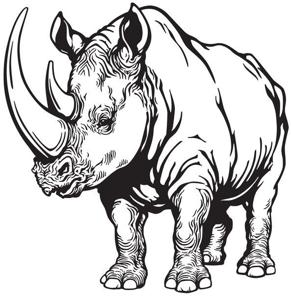 Rinoceronte blanco y negro
 - Vector, imagen