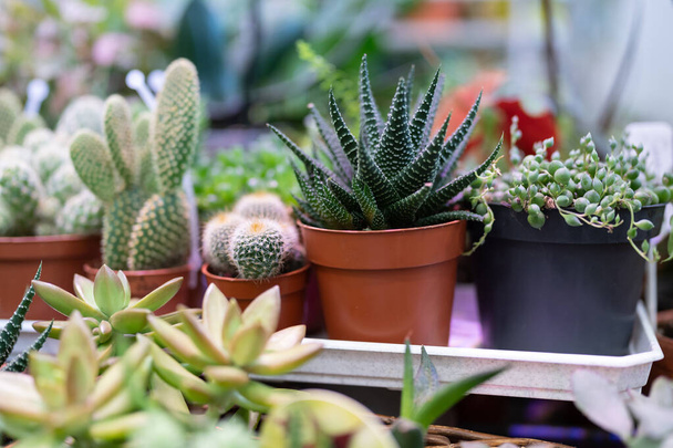 Nagy beltéri kis növények. Különböző típusú mini kaktusz, kalanchoe, zamatos. Házi növények műanyag edényekben. Háztartási üzlethelyiség. Virágbolt. Kertészeti dekoráció belső tér otthoni vagy irodai. - Fotó, kép